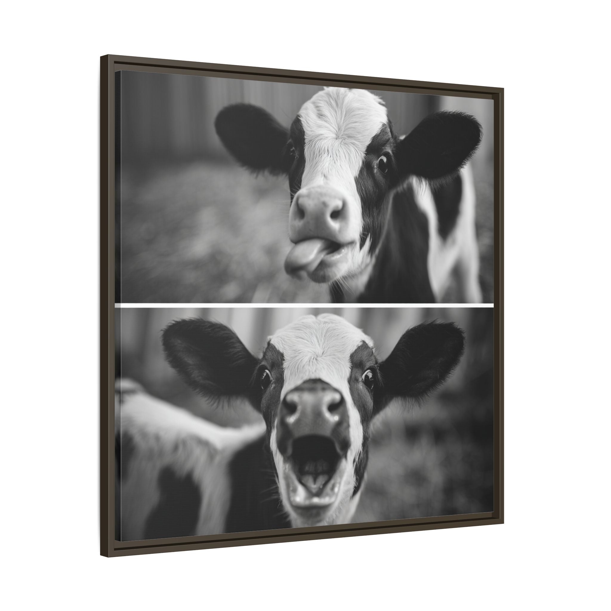 Whimsical Cow Photography | Black and White Animal Art