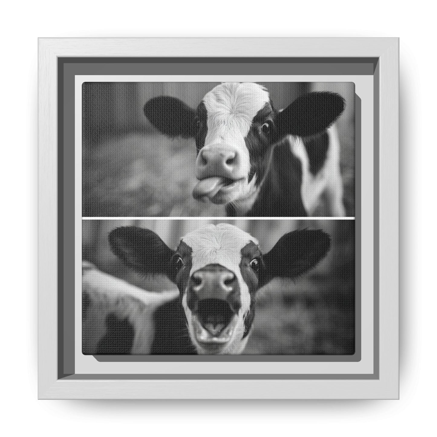 Whimsical Cow Photography | Black and White Animal Art