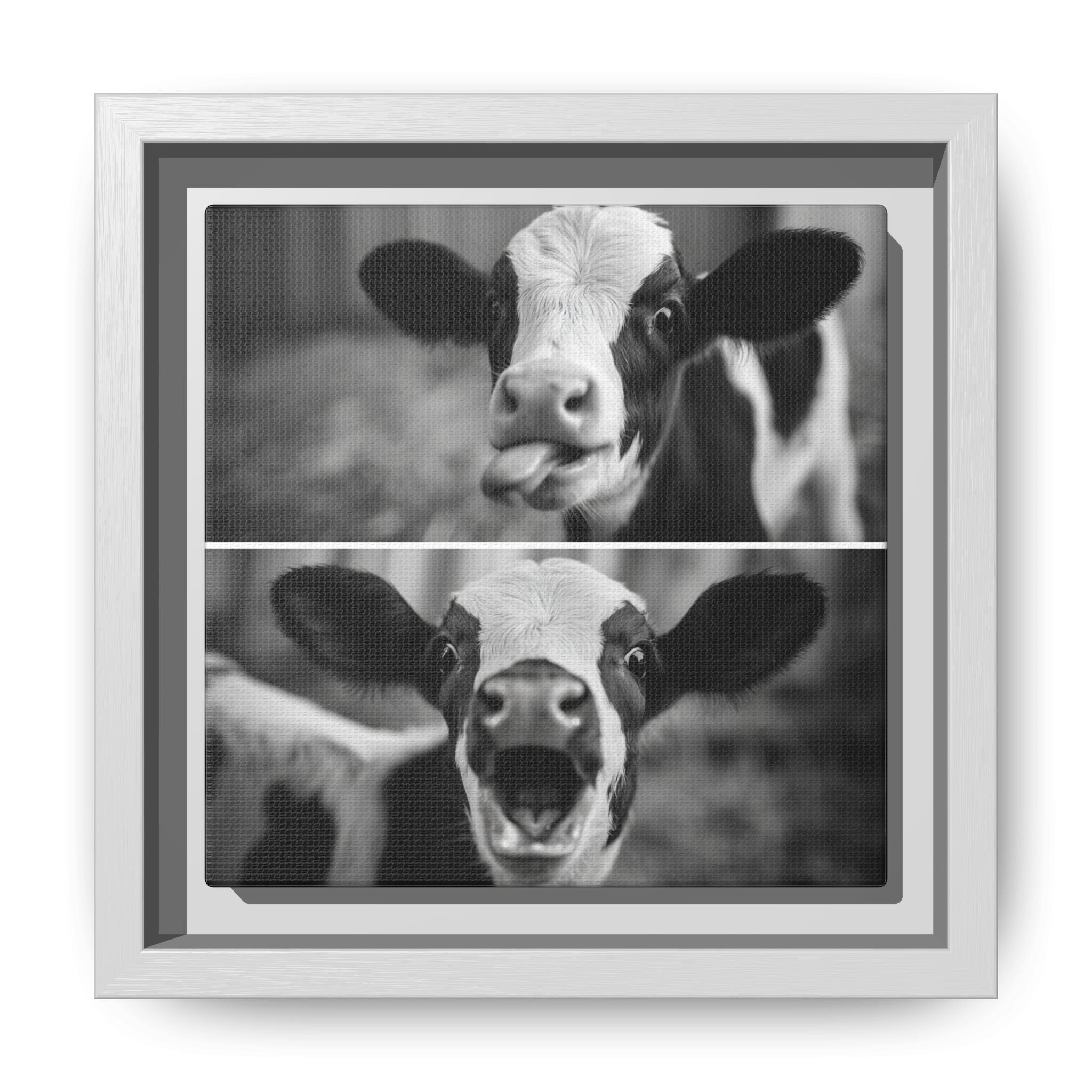Whimsical Cow Photography | Black and White Animal Art