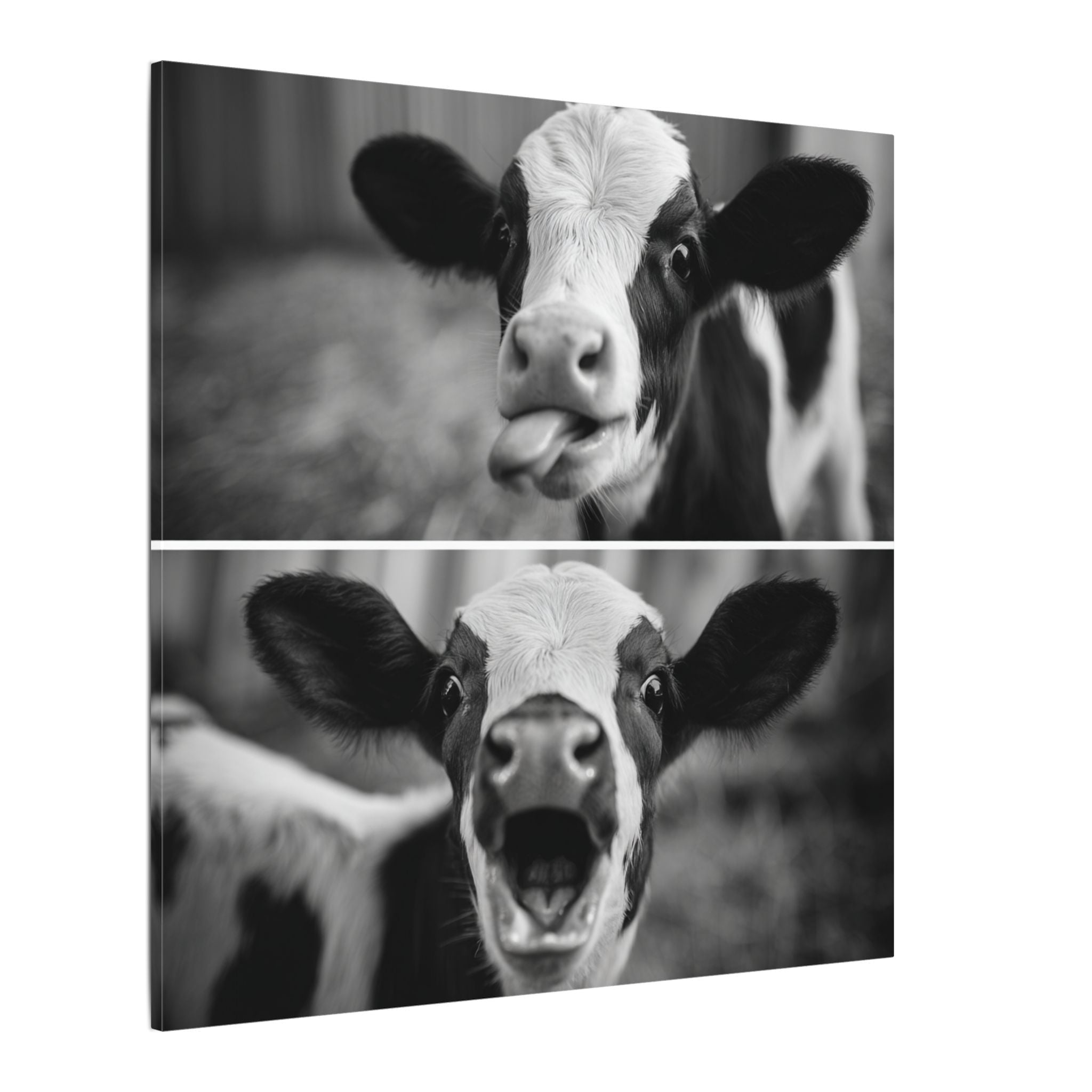 Whimsical Cow Photography | Black and White Animal Art