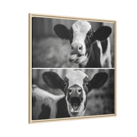 Whimsical Cow Photography | Black and White Animal Art