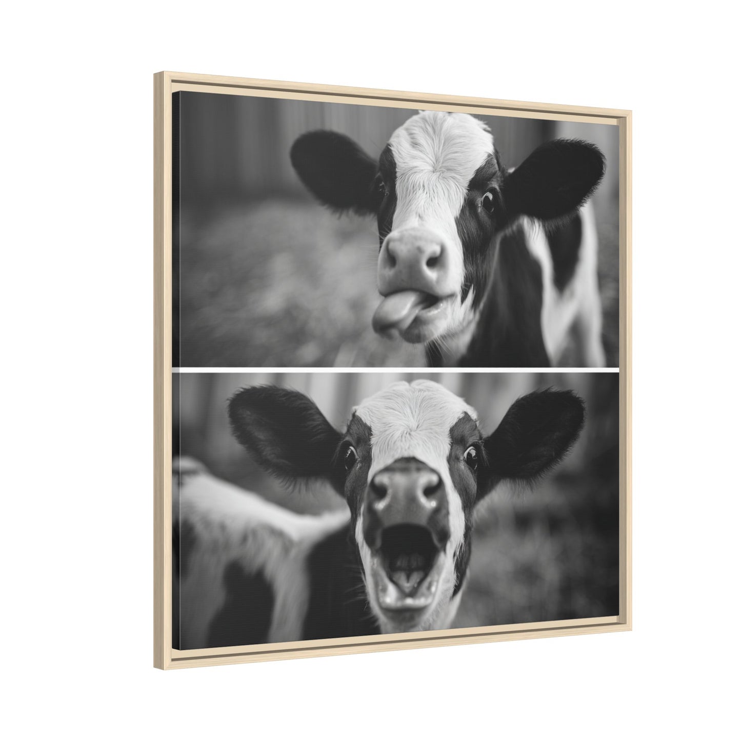 Whimsical Cow Photography | Black and White Animal Art