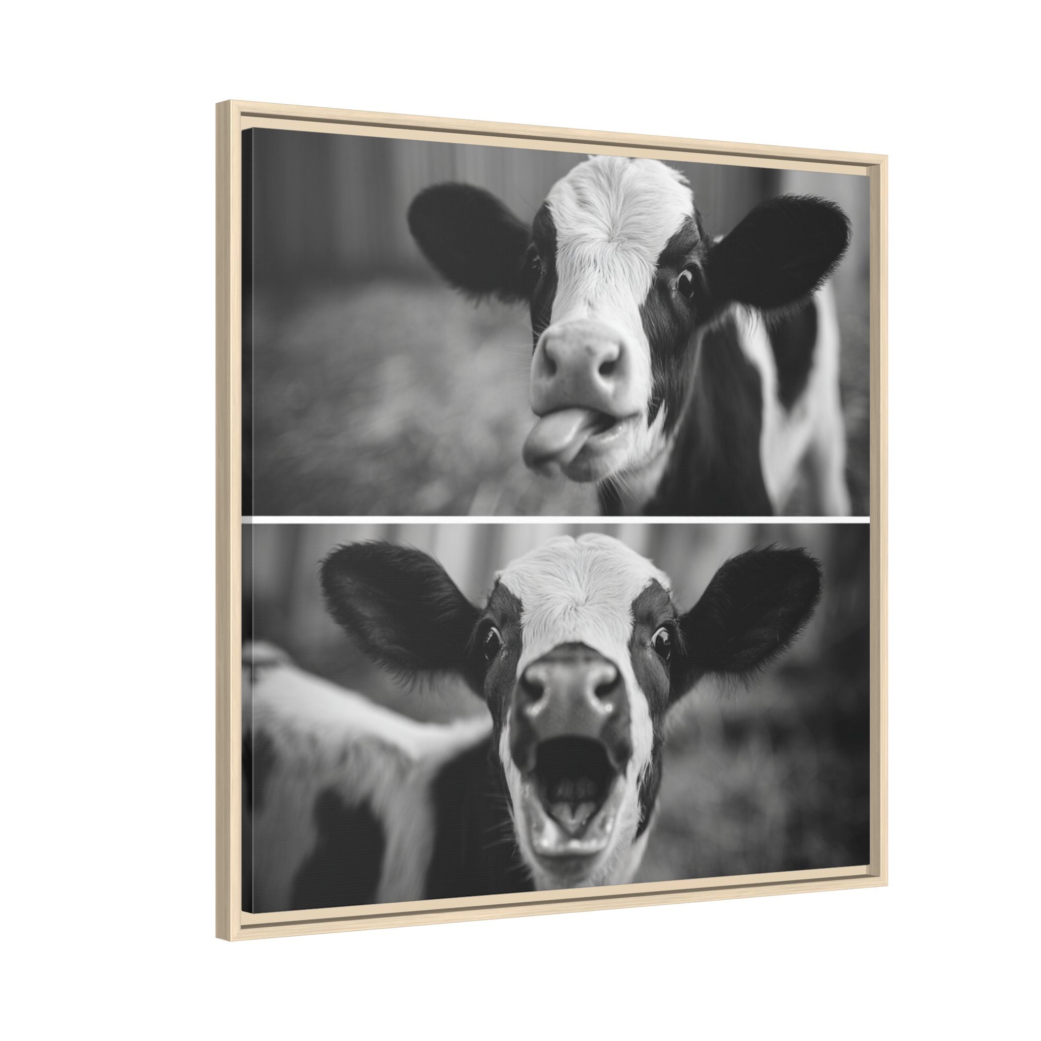 Whimsical Cow Photography | Black and White Animal Art