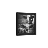 Whimsical Cow Photography | Black and White Animal Art