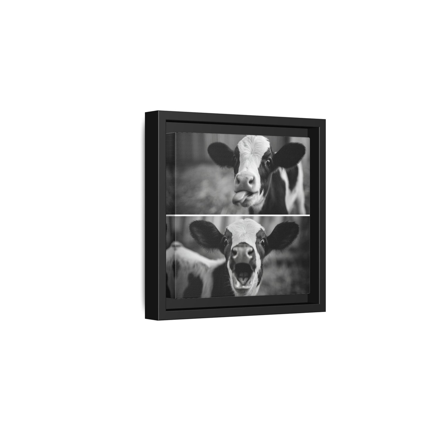 Whimsical Cow Photography | Black and White Animal Art