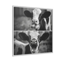 Whimsical Cow Photography | Black and White Animal Art