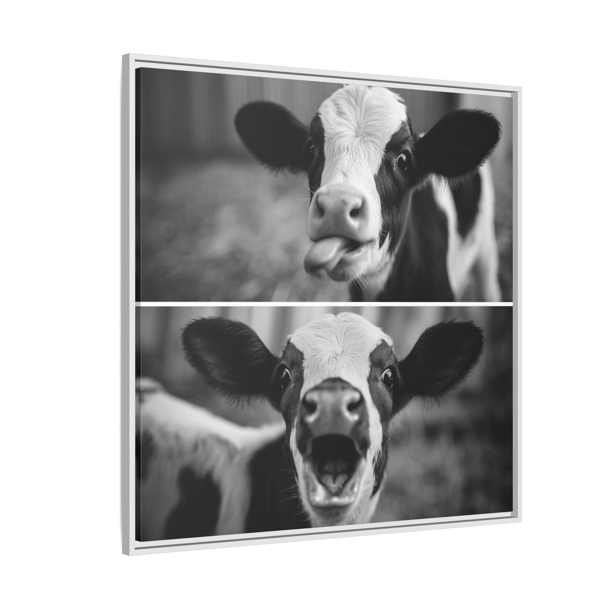Whimsical Cow Photography | Black and White Animal Art