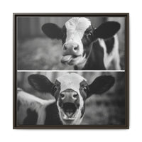 Whimsical Cow Photography | Black and White Animal Art