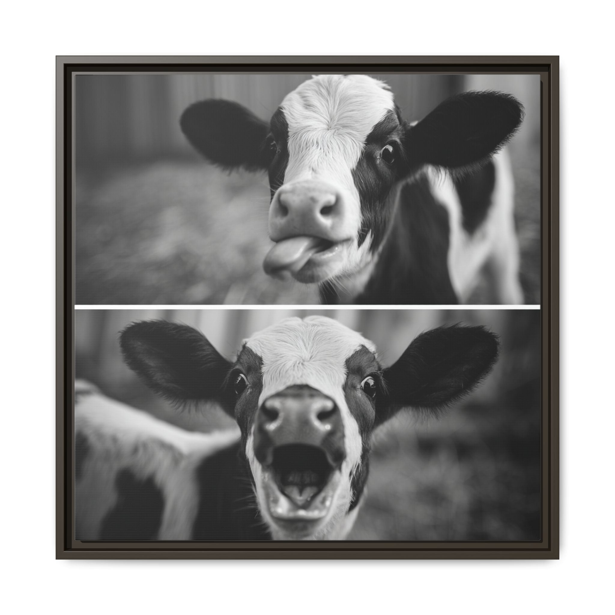 Whimsical Cow Photography | Black and White Animal Art