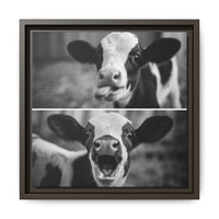 Whimsical Cow Photography | Black and White Animal Art