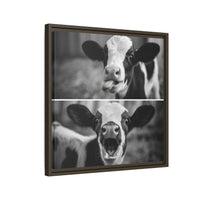Whimsical Cow Photography | Black and White Animal Art