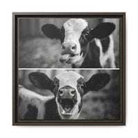 Whimsical Cow Photography | Black and White Animal Art