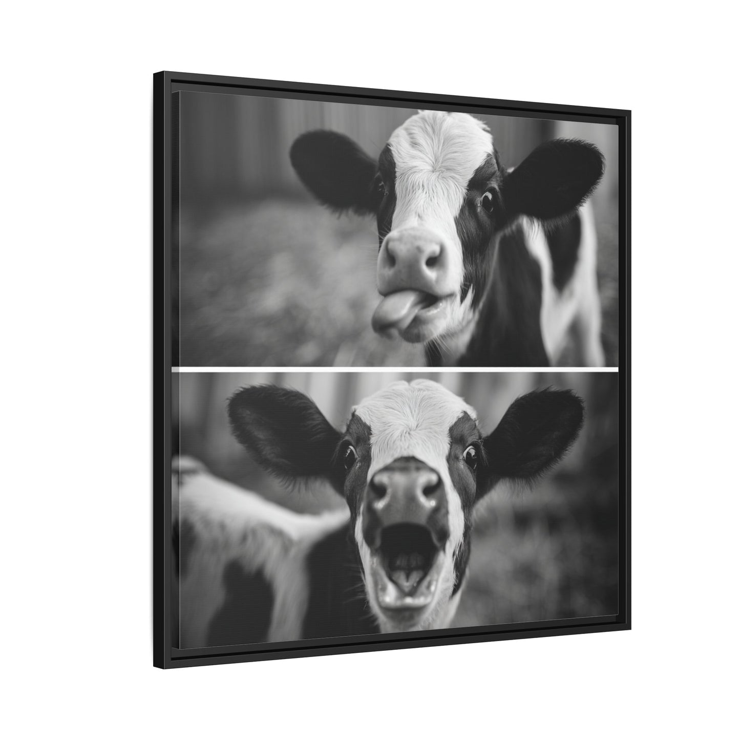 Whimsical Cow Photography | Black and White Animal Art