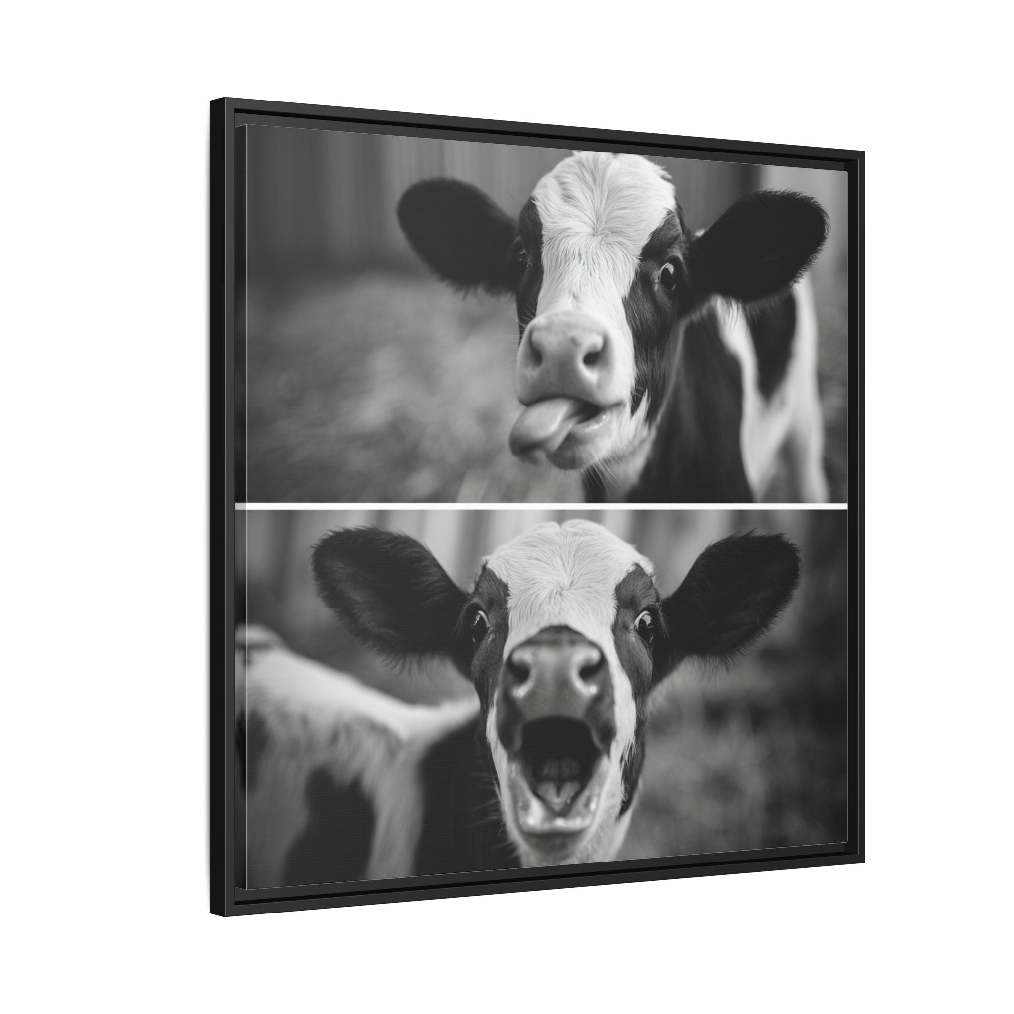 Whimsical Cow Photography | Black and White Animal Art
