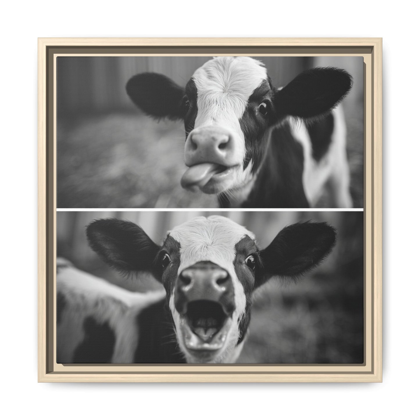 Whimsical Cow Photography | Black and White Animal Art
