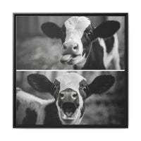 Whimsical Cow Photography | Black and White Animal Art