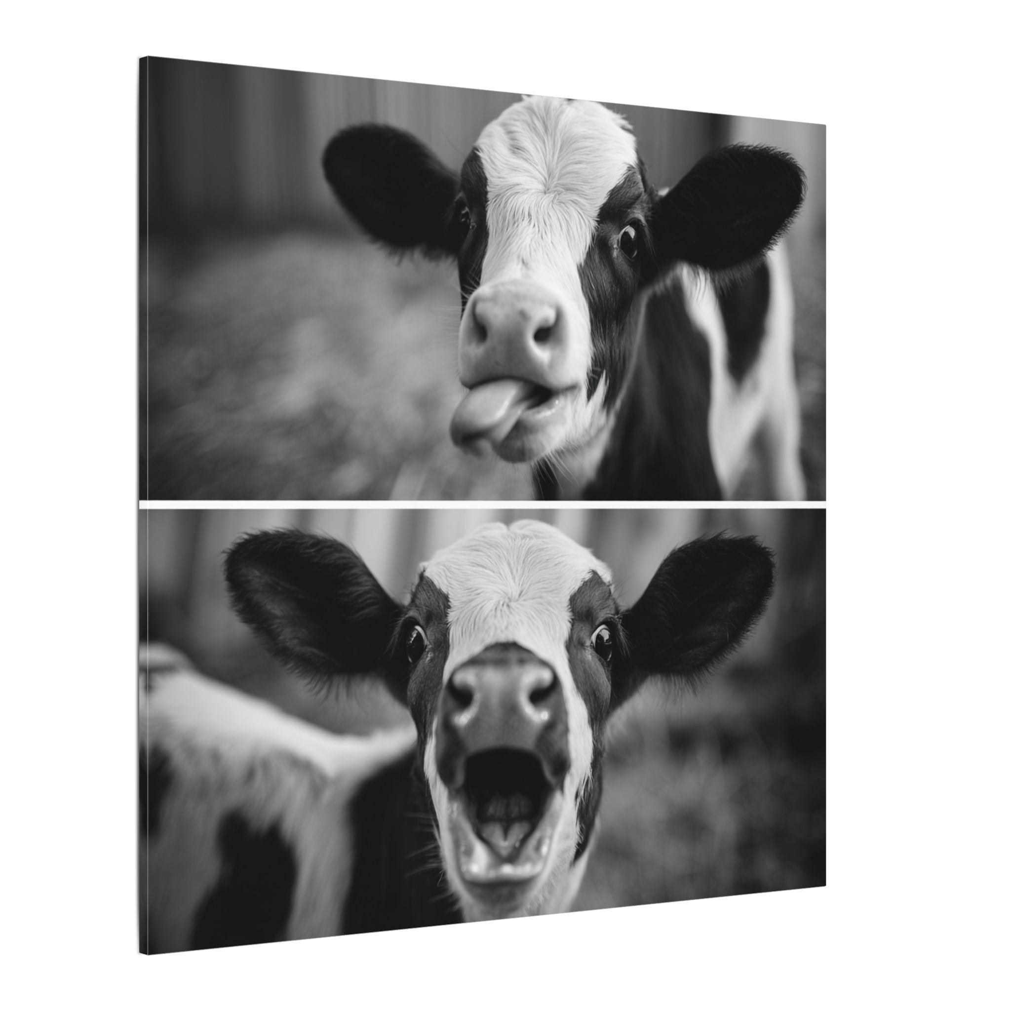 Whimsical Cow Photography | Black and White Animal Art