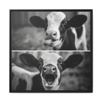 Whimsical Cow Photography | Black and White Animal Art