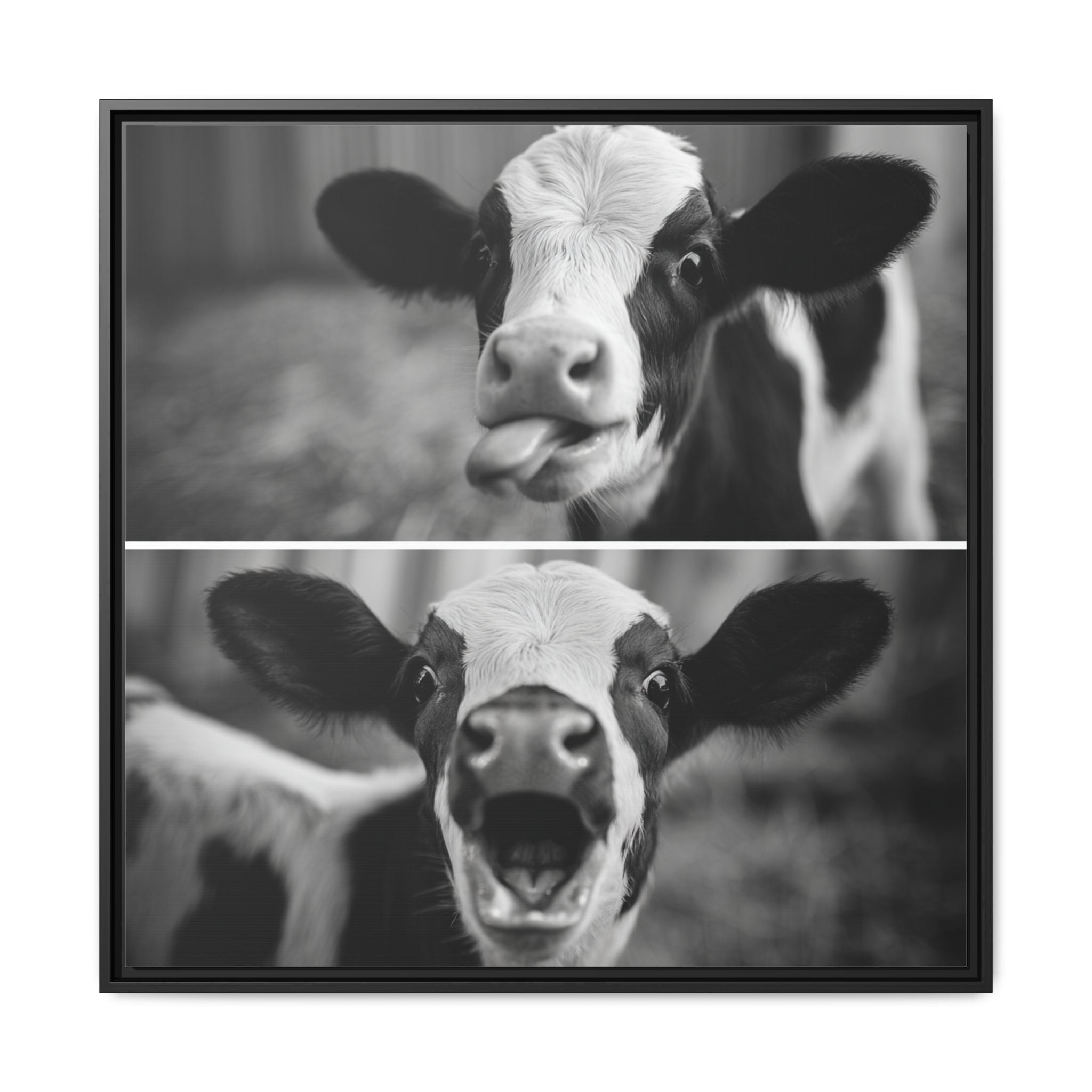 Whimsical Cow Photography | Black and White Animal Art