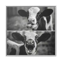 Whimsical Cow Photography | Black and White Animal Art