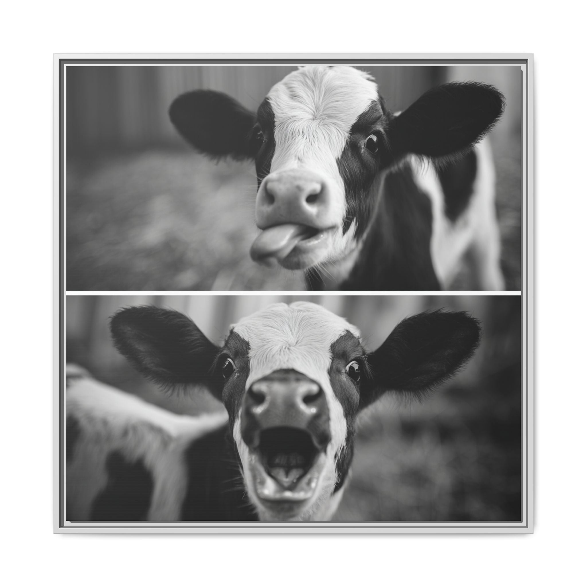 Whimsical Cow Photography | Black and White Animal Art