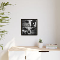 Whimsical Cow Photography | Black and White Animal Art