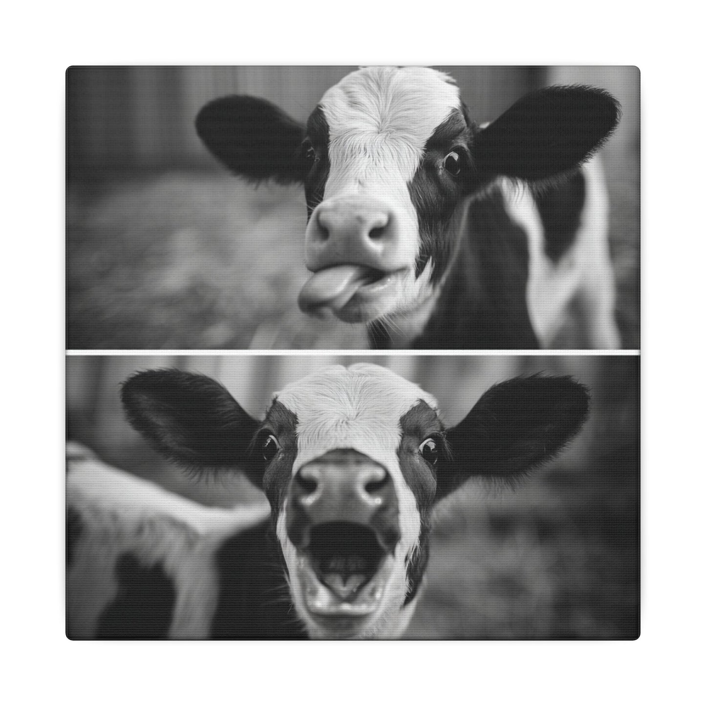 Whimsical Cow Photography | Black and White Animal Art