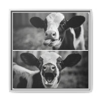 Whimsical Cow Photography | Black and White Animal Art