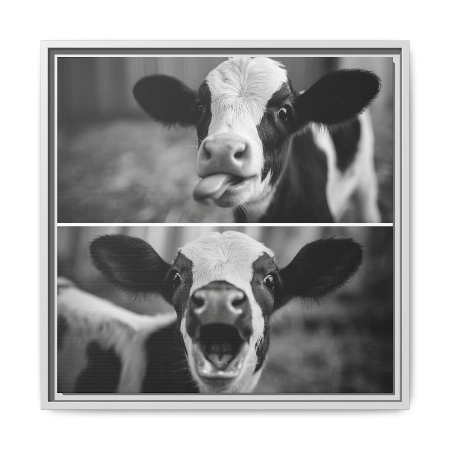 Whimsical Cow Photography | Black and White Animal Art