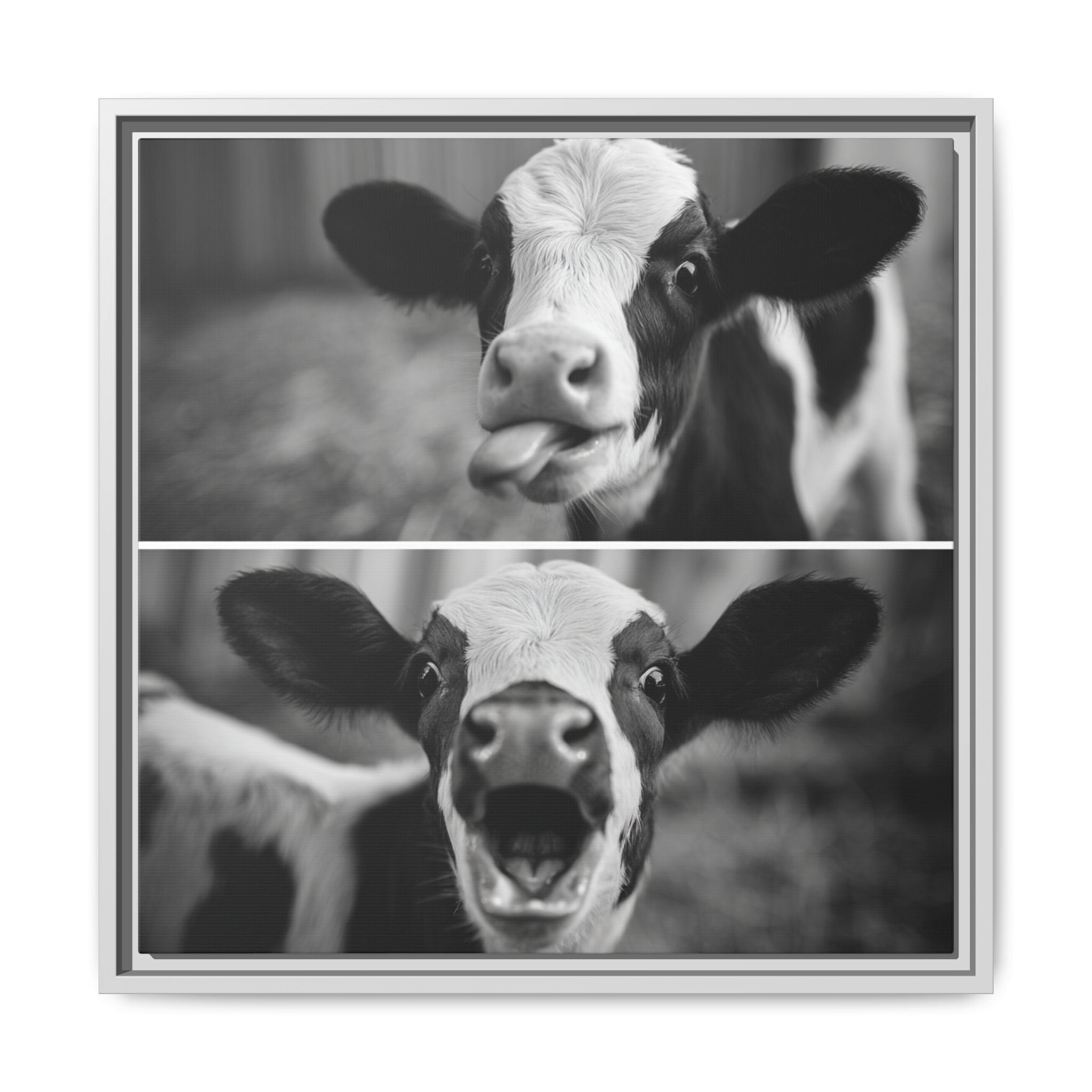 Whimsical Cow Photography | Black and White Animal Art