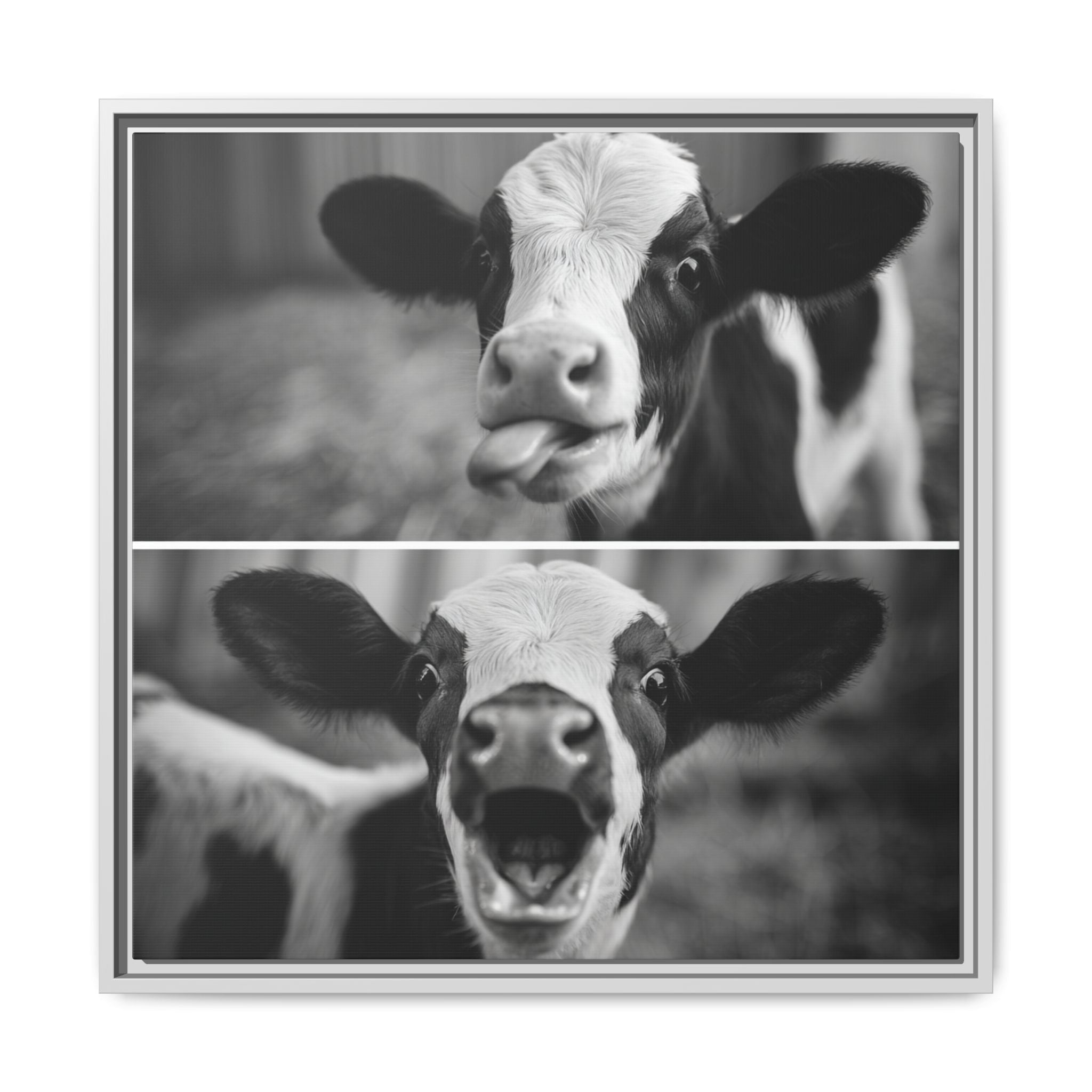 Whimsical Cow Photography | Black and White Animal Art