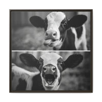 Whimsical Cow Photography | Black and White Animal Art