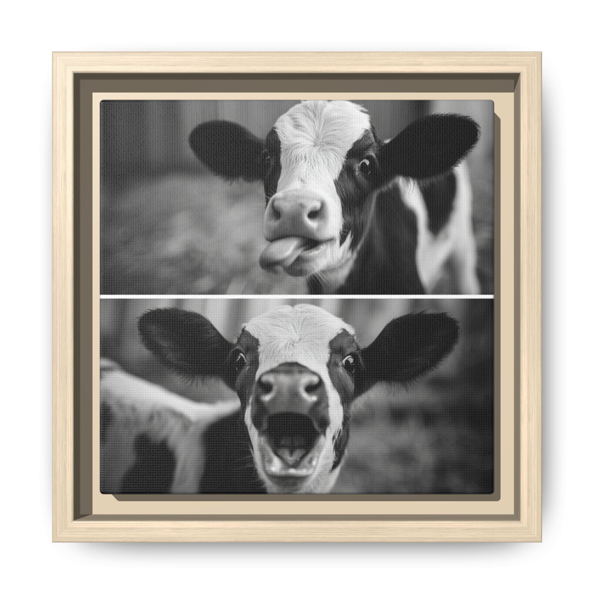 Whimsical Cow Photography | Black and White Animal Art