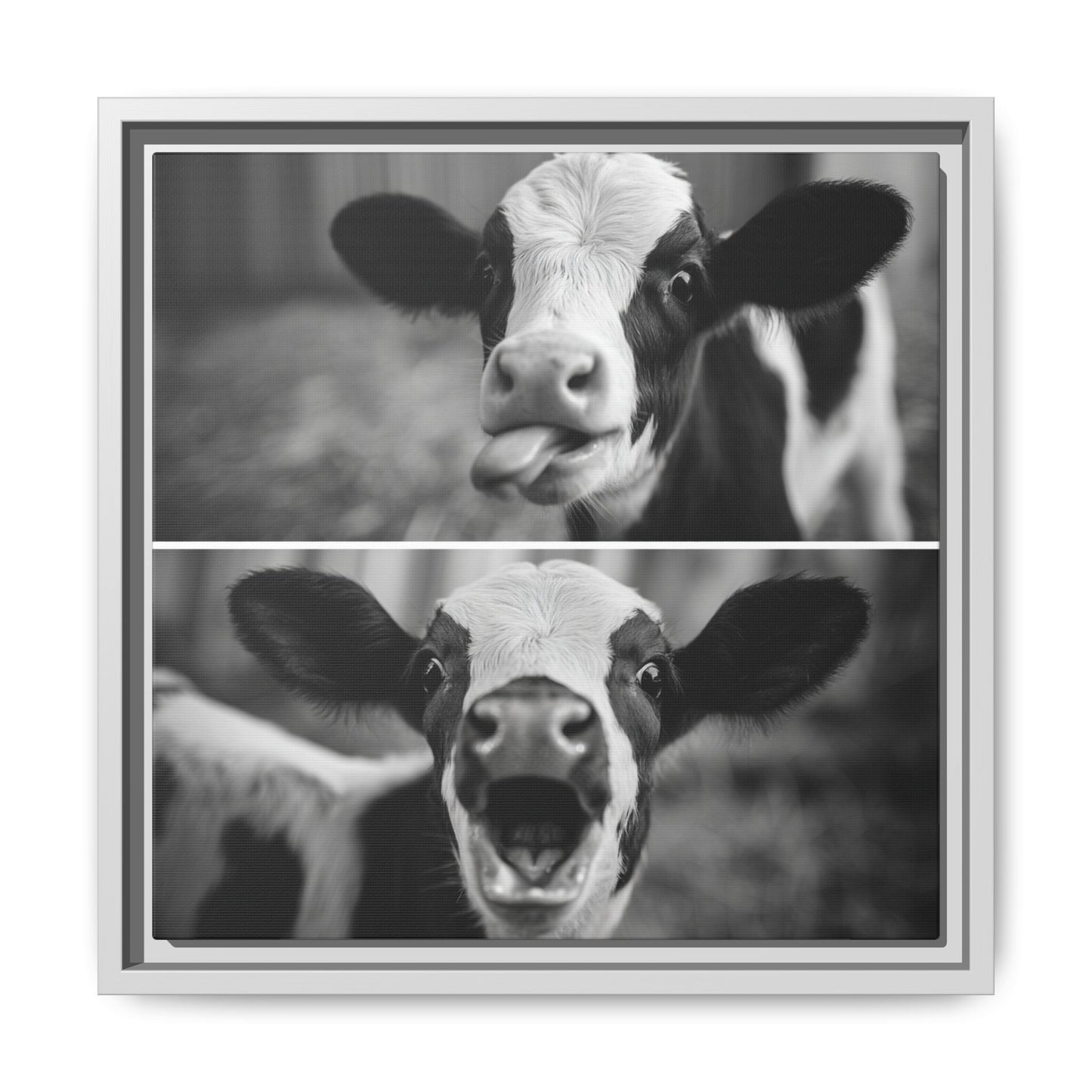 Whimsical Cow Photography | Black and White Animal Art