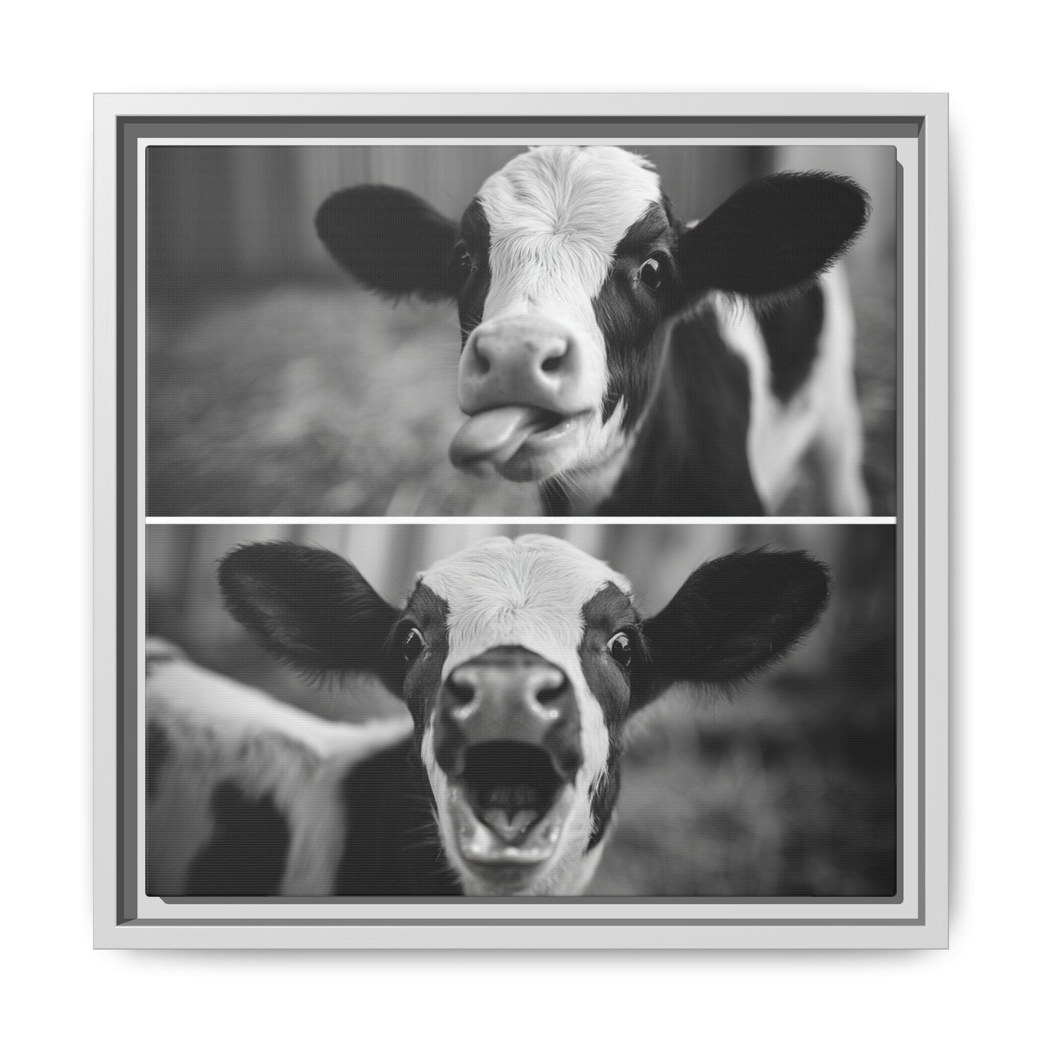 Whimsical Cow Photography | Black and White Animal Art