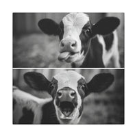 Whimsical Cow Photography | Black and White Animal Art