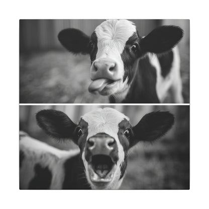 Whimsical Cow Photography | Black and White Animal Art