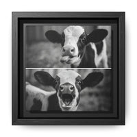 Whimsical Cow Photography | Black and White Animal Art