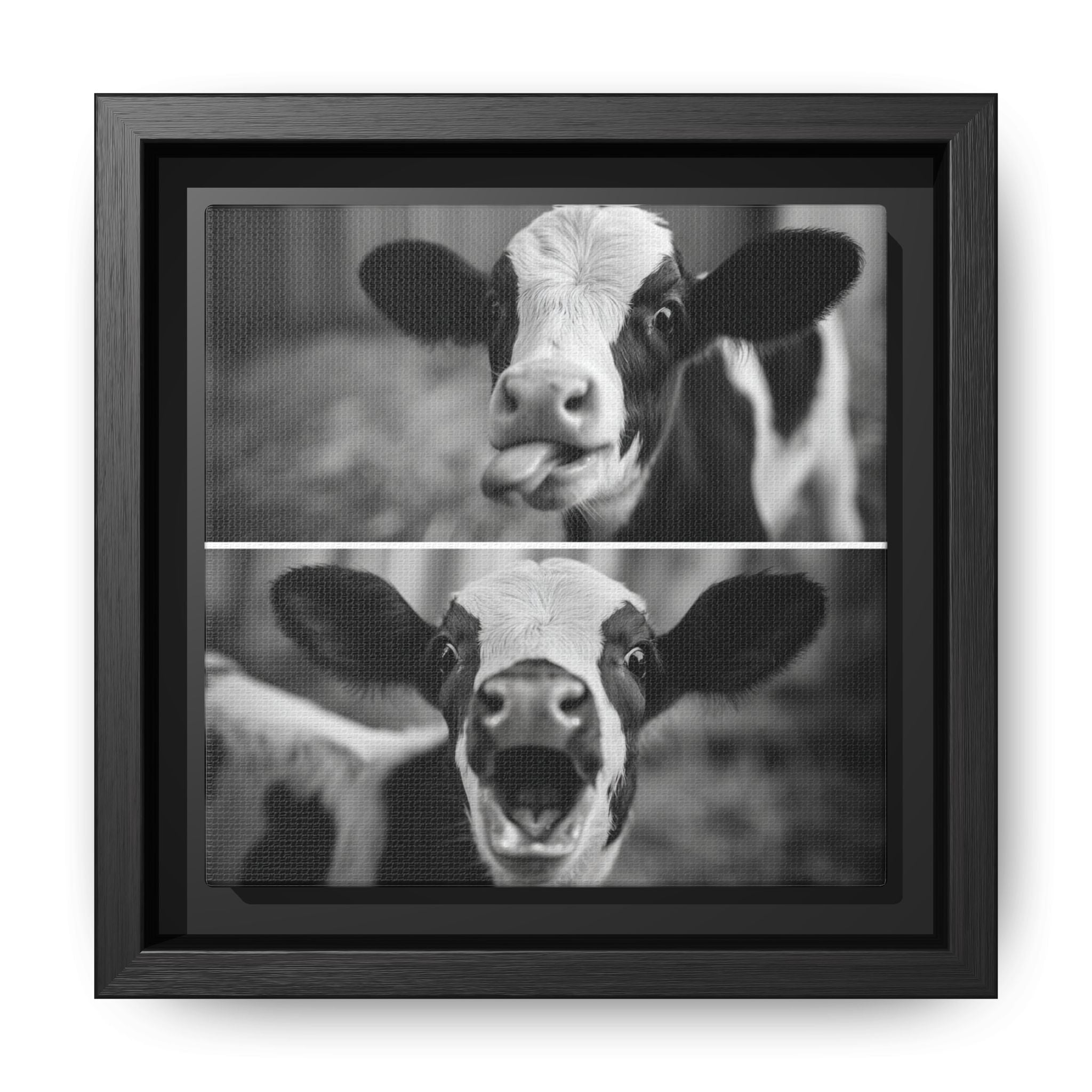 Whimsical Cow Photography | Black and White Animal Art