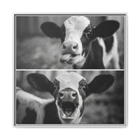 Whimsical Cow Photography | Black and White Animal Art