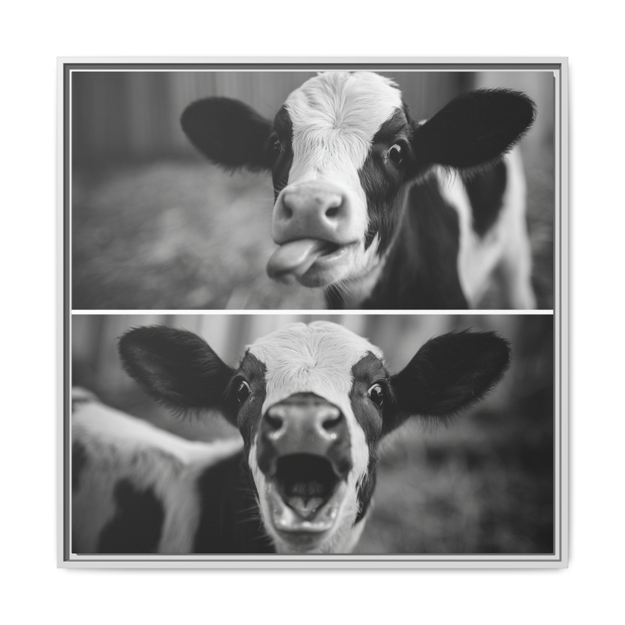 Whimsical Cow Photography | Black and White Animal Art