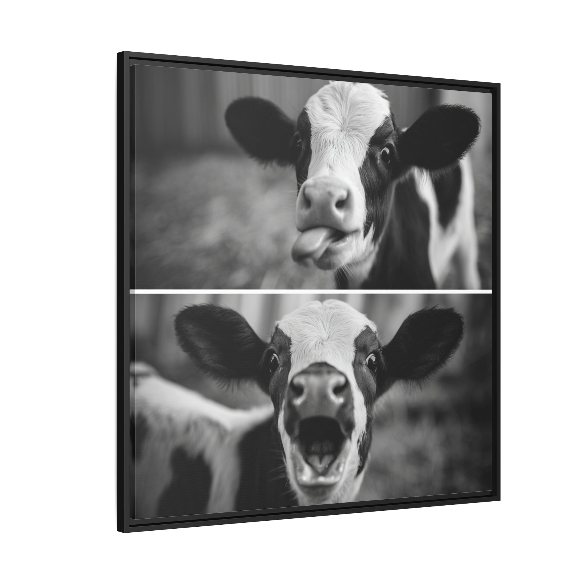 Whimsical Cow Photography | Black and White Animal Art