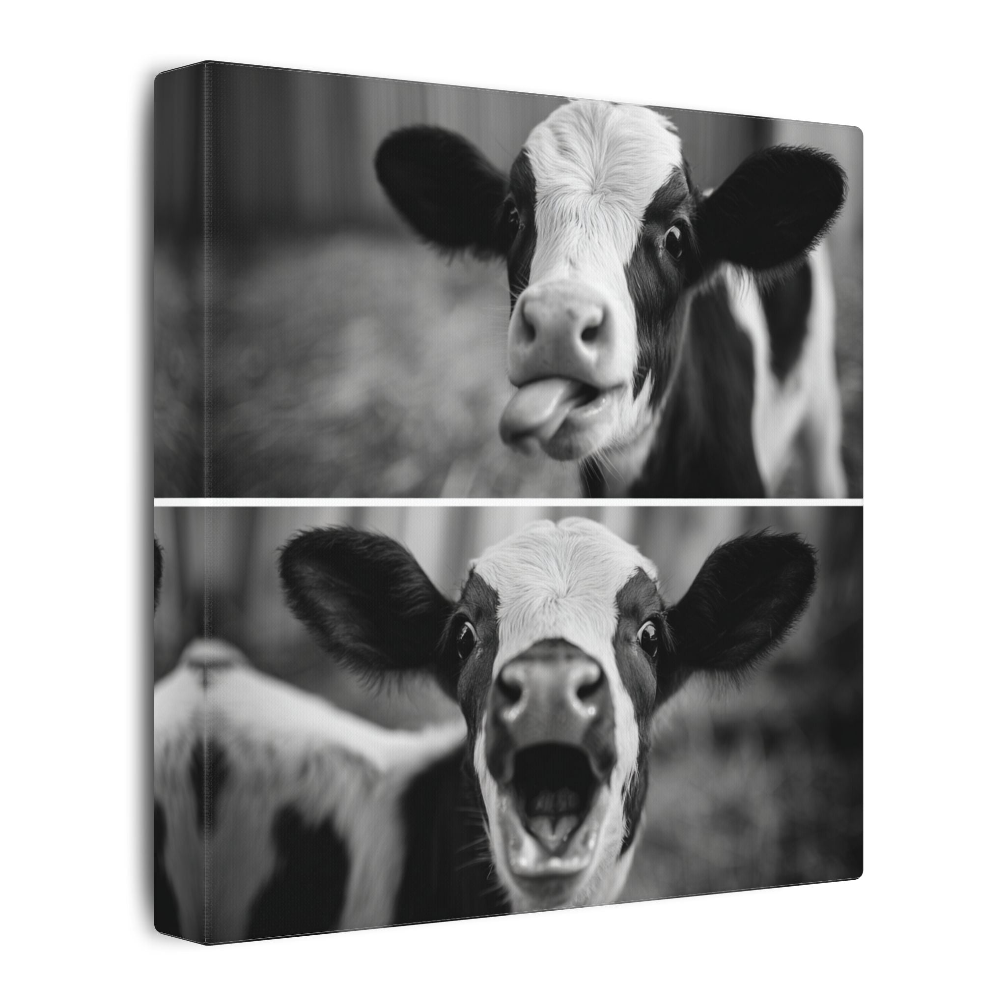 Whimsical Cow Photography | Black and White Animal Art