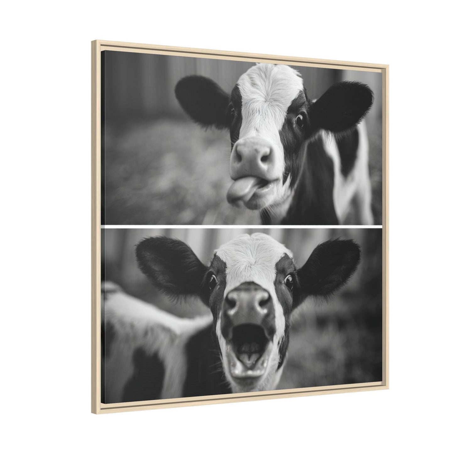 Whimsical Cow Photography | Black and White Animal Art