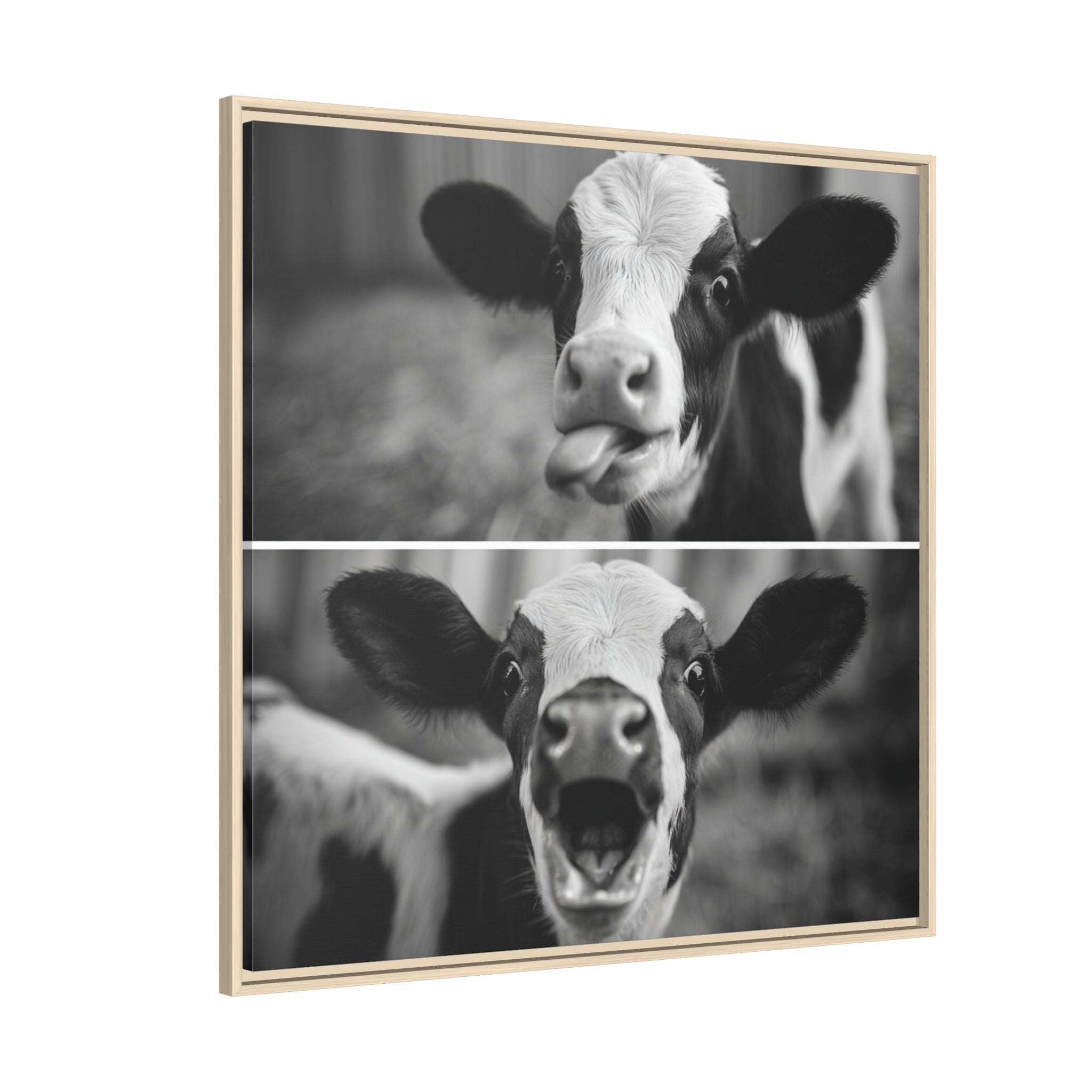 Whimsical Cow Photography | Black and White Animal Art