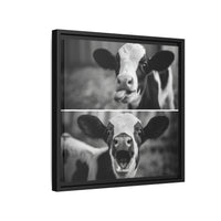 Whimsical Cow Photography | Black and White Animal Art