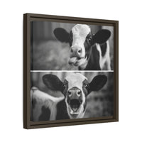 Whimsical Cow Photography | Black and White Animal Art