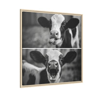 Whimsical Cow Photography | Black and White Animal Art