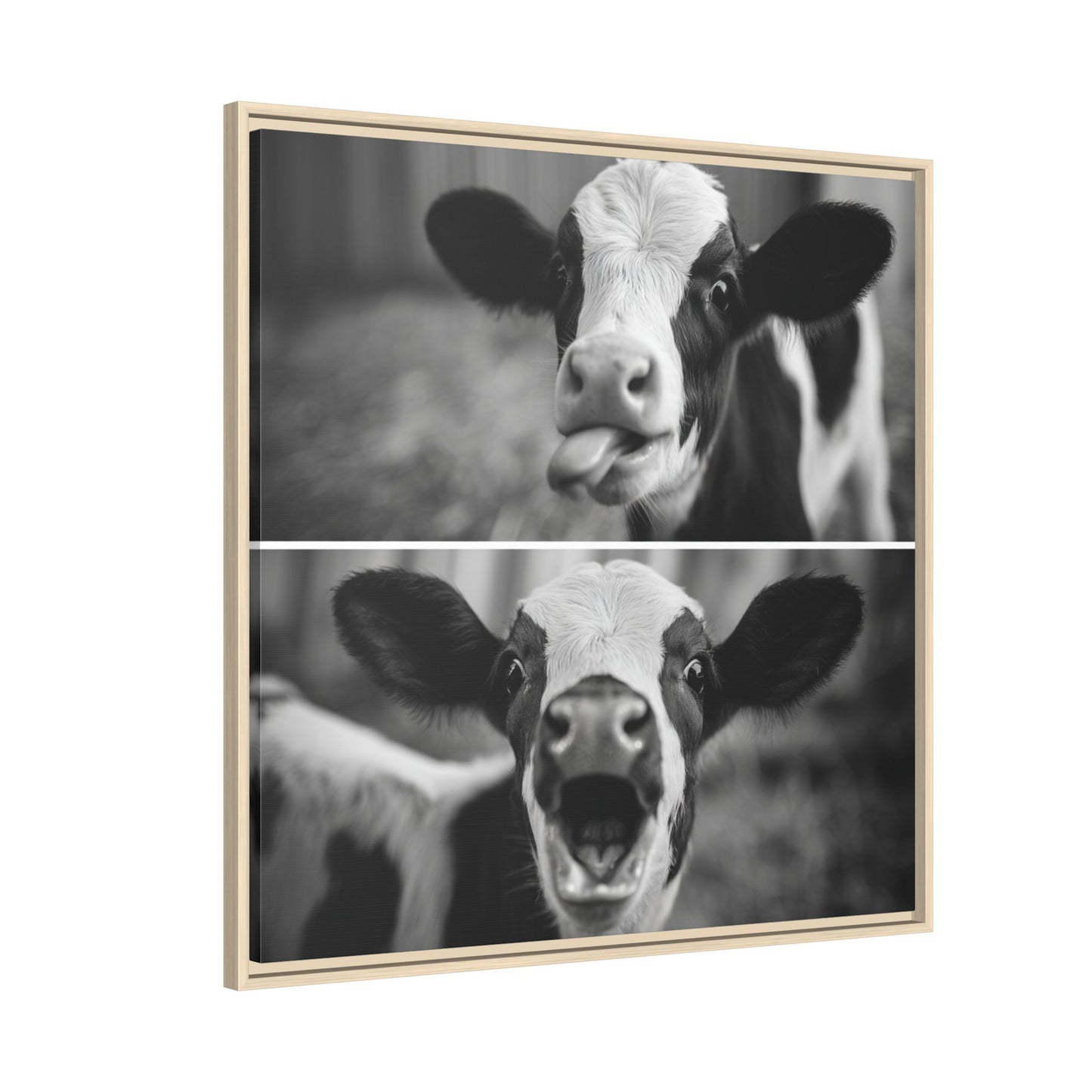 Whimsical Cow Photography | Black and White Animal Art