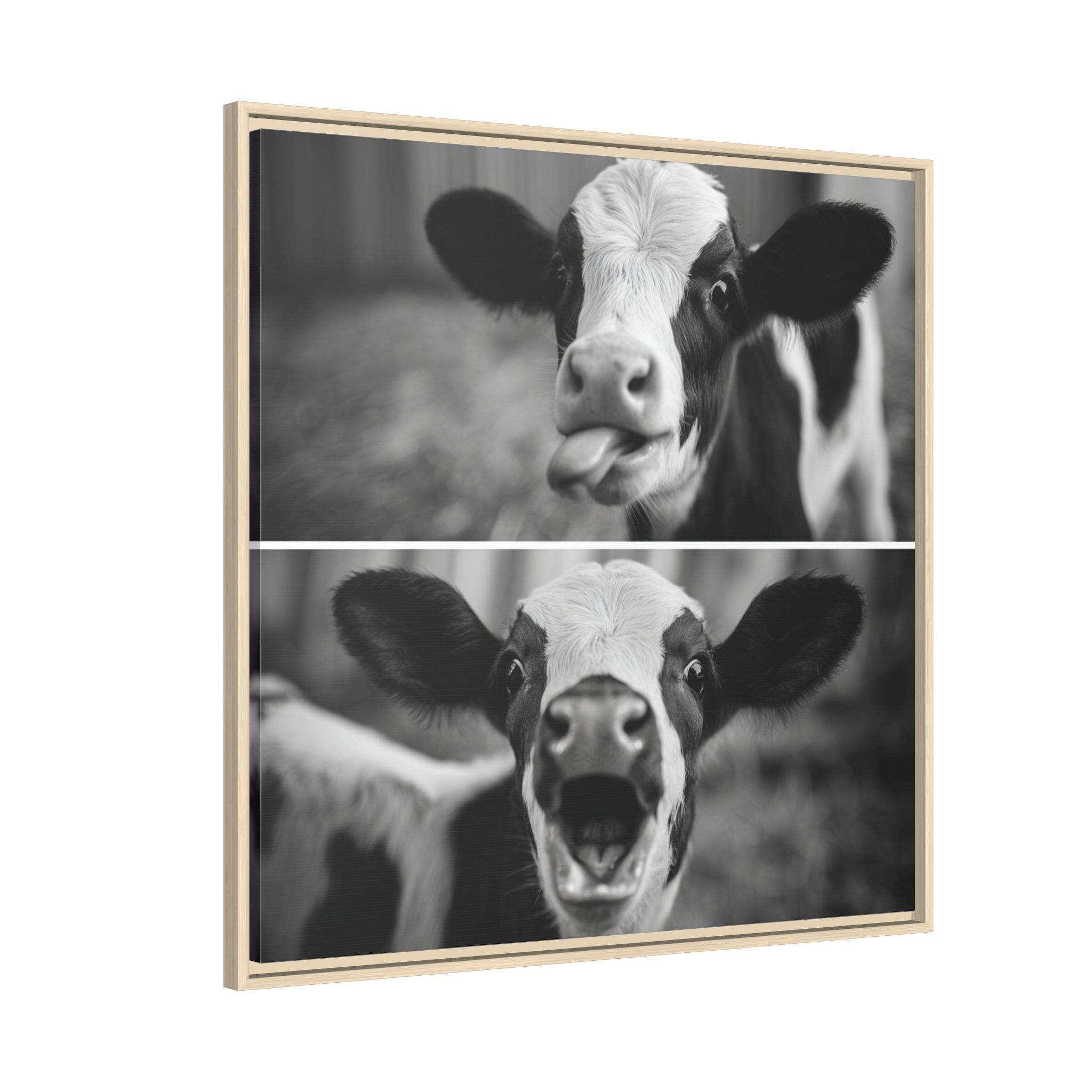 Whimsical Cow Photography | Black and White Animal Art